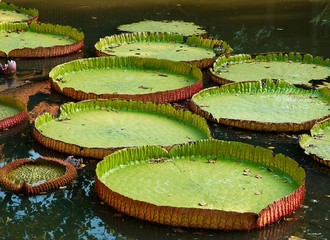 Giant lilies leafs in the pond.