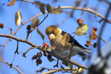 a hawfinch ( Coccothraustes coccothraustes ) on a branch