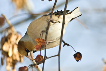 a hawfinch ( Coccothraustes coccothraustes ) on a branch