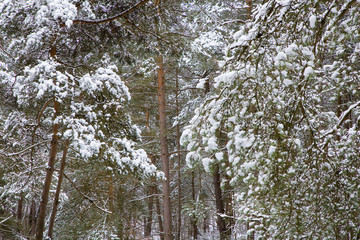 france,&icirc;le de france,vall&eacute;e de chevreuse : pins sous la neige