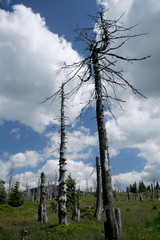 Dead trees