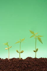 Three saplings growing from soil