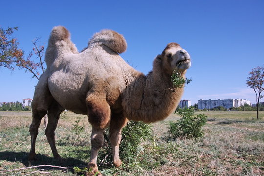 Camel in a meadow in the town
