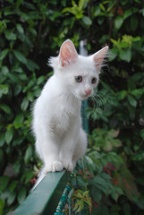 White Kitten on Garden Gate