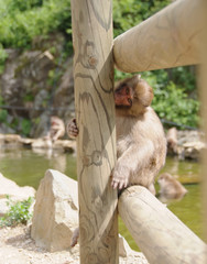 Obraz premium モンキー