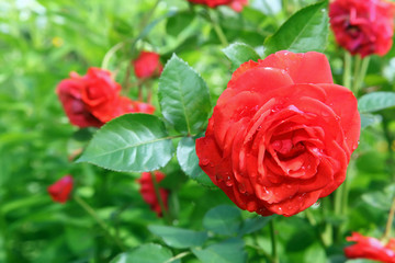 Flower Rose in garden