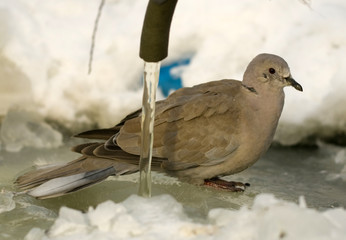 Streptopelia decaocto
