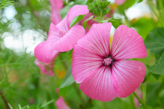Flower Lavatera trimestris in garden