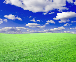 Fototapeta premium trawa