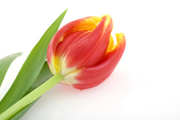 Tulip isolated on white background