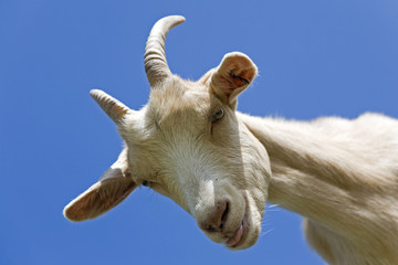 Ziegenportrait