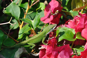 Echse auf Blüten@hawaii