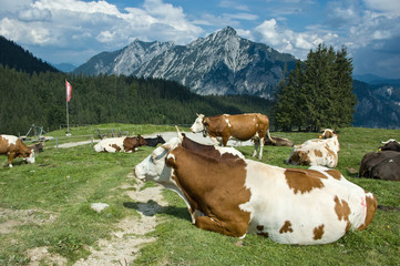 Naklejka premium Österreichische Kühe