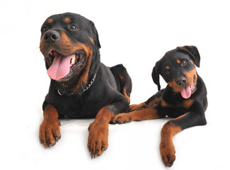 Fototapeta premium rottweiler et son chiot