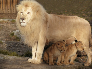 Lion caring for his two little babies