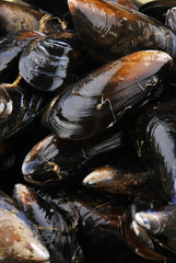 cooked and opened organic mussel ready to eat