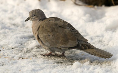 Streptopelia decaocto
