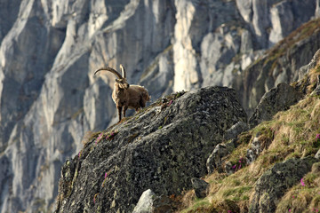 Alter Steinbock