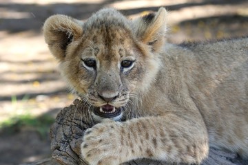 Lion Cub