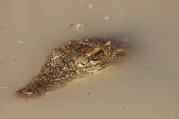 Crocodile in Water