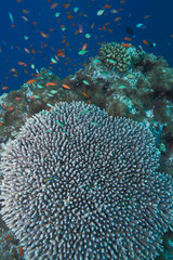 Naklejka na ściany i meble Coral of genus Acropora pharaonis, Maldives