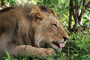Jeune lion