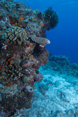 Coral reef, Maldives