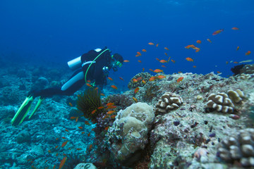 Fototapeta na wymiar Diver and Sea goldies (Pseudanthias squamipinnis)