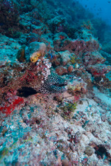 Fototapeta na wymiar Splecione Moray (gymnothorax favagineus), Malediwy