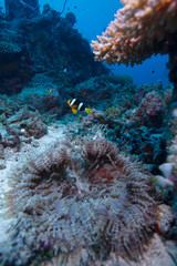 Naklejka na ściany i meble Yellowtail błazenki (Amphiprion clarkii) z morza anemon