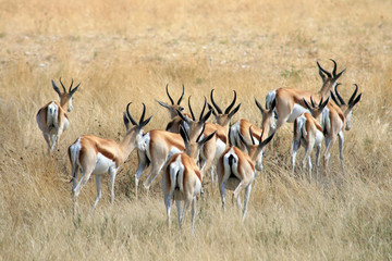 Gazelles de Thomson