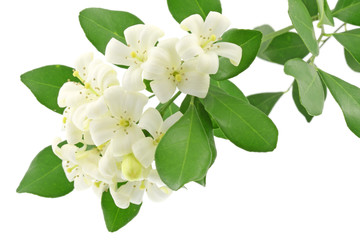 fleurs blanches murraya exotica, bois Chine, fond blanc