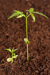 Saplings growing from soil