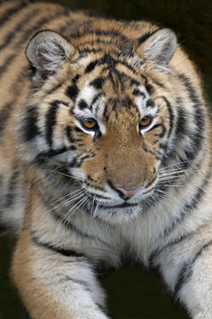 portrait of a tiger