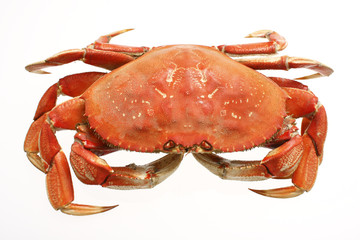A cooked dungeness crab isolated on white. © Peter Kim