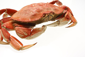 A cooked dungeness crab