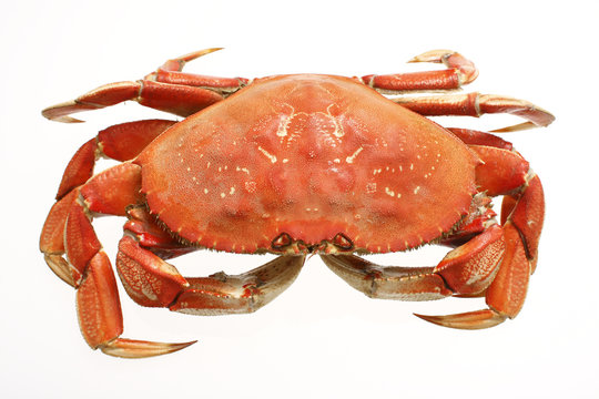A cooked dungeness crab isolated on white.