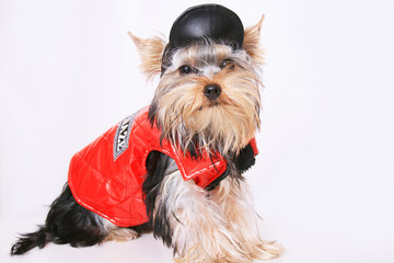 Yorkshire terrier in a dress
