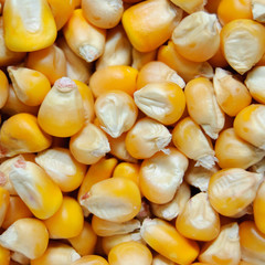 yellow corn grains