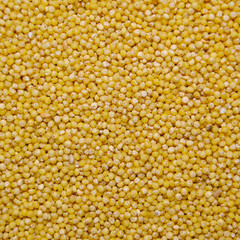 yellow millet grains