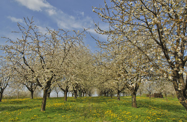 Kirschbaumblüte