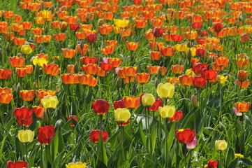 Tulpen