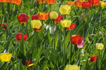 Tulpen