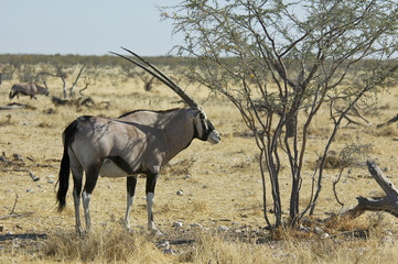 Oryxantilope im Schatten