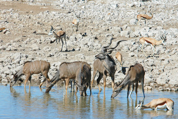 Kudu am Wasserloch
