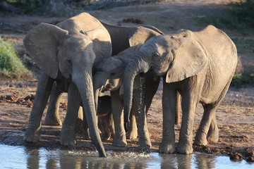 African Elephants Drinking