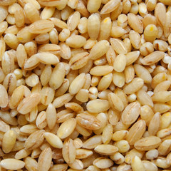 oat grains