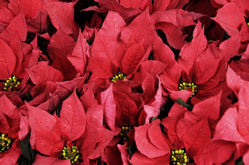 poinsettia flowers, plants typical of Christmas