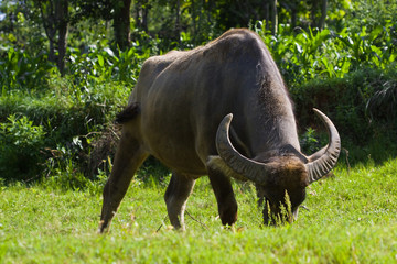 water buffalo grazing in field