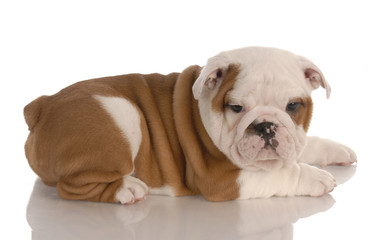 Fototapeta premium red and white eight week old english bulldog puppy